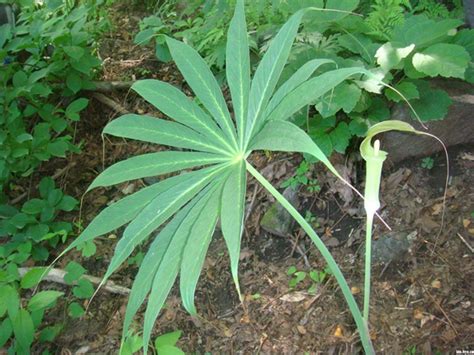 天南星科植物有哪些|天南星科主題館